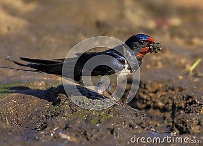 Closeup of a Barn swallow bird in a spring nesting period Stock Photo